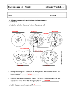 Mitosis-labeling - Mitosis labeling worksheet answer key - SW ...