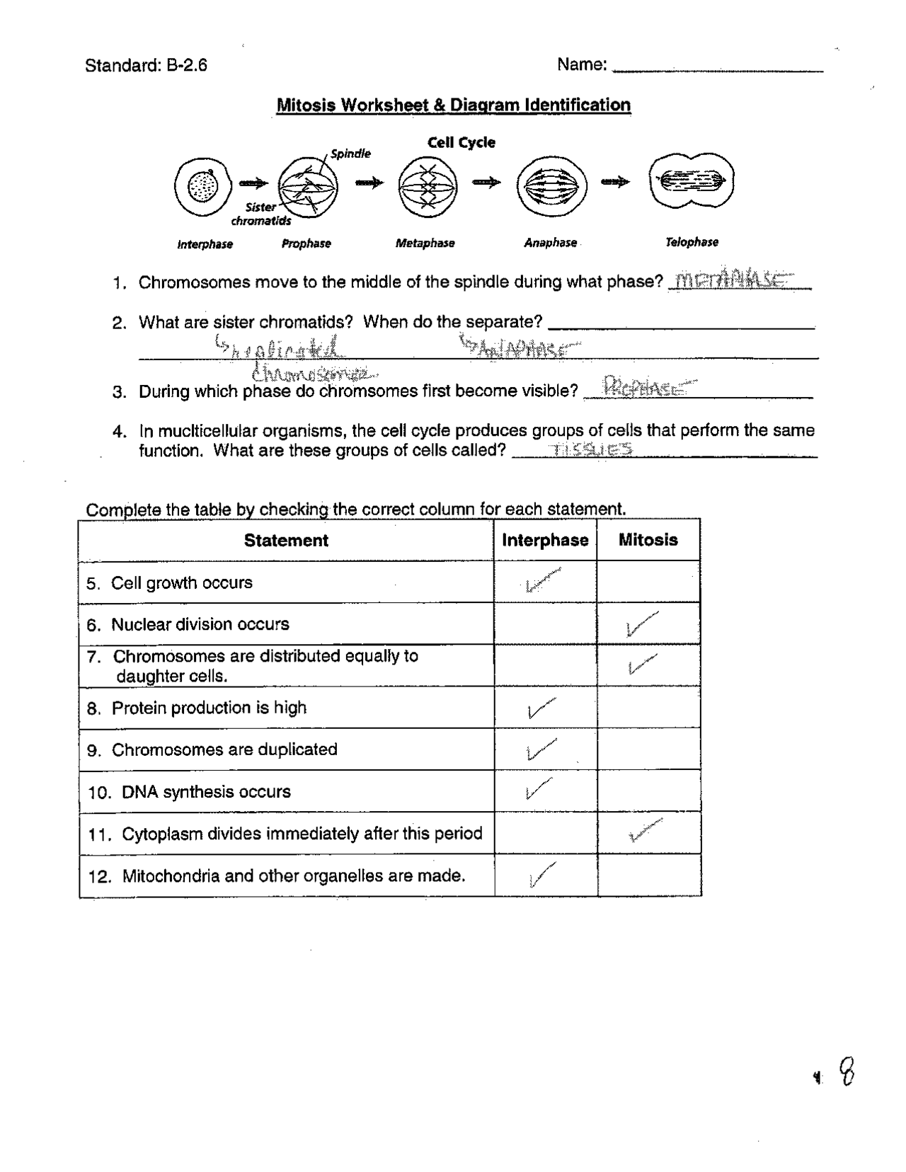 Mitosis Worksheet and Diagram Identification | Exercises Cell ...