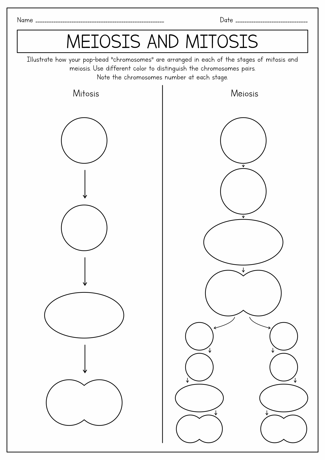 mitosis diagram worksheet