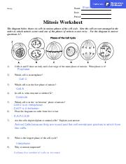 mitosis drawing worksheet