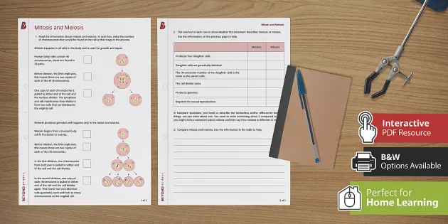 Mitosis and Meiosis Worksheet | KS3 Biology | Beyond