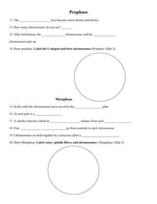 Mitosis activity worksheet | PDF