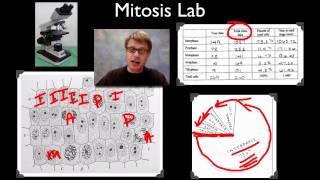 mitosis lab activity and worksheet