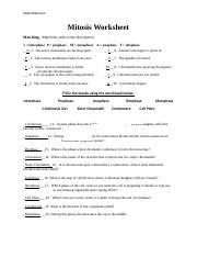 Mitosis assignment 1 - Mitosis Worksheet Matching: Match the term ...