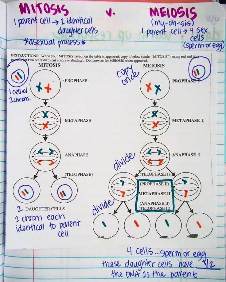 mitosis meiosis comparison worksheet
