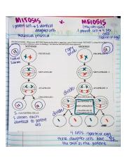 mitosis meiosis summary worksheet