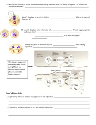 Mitosis vs meiosis worksheet | PDF