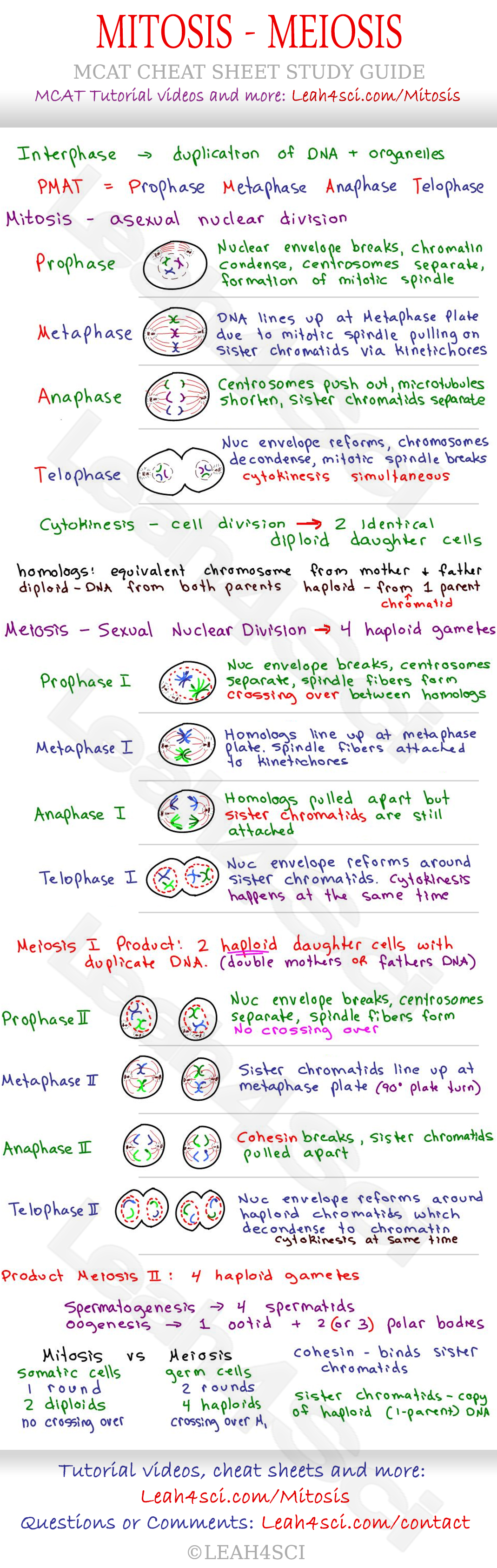 mitosis meiosis summary worksheet