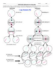 mitosis meiosis summary worksheet