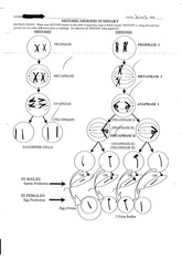 mitosis meiosis summary worksheet