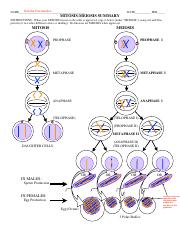 Summary - Mitosis &  Meiosis.pdf - Natalie Hernandez NAME DATE PER ...