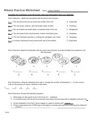 Mitosis Worksheet.pdf - Mitosis Practice Worksheet Name Date Per ...