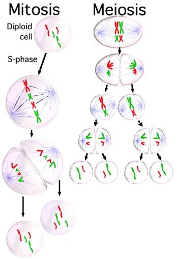 mitosis versus meiosis worksheet answer key