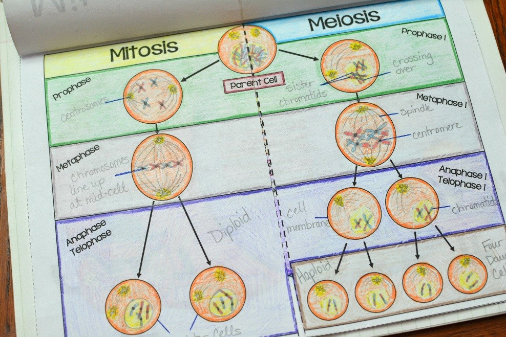 mitosis vs meiosis worksheet answers