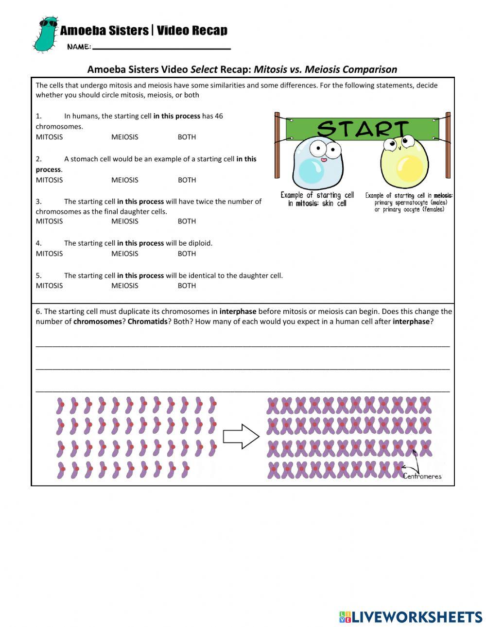 mitosis vs meiosis worksheet answers