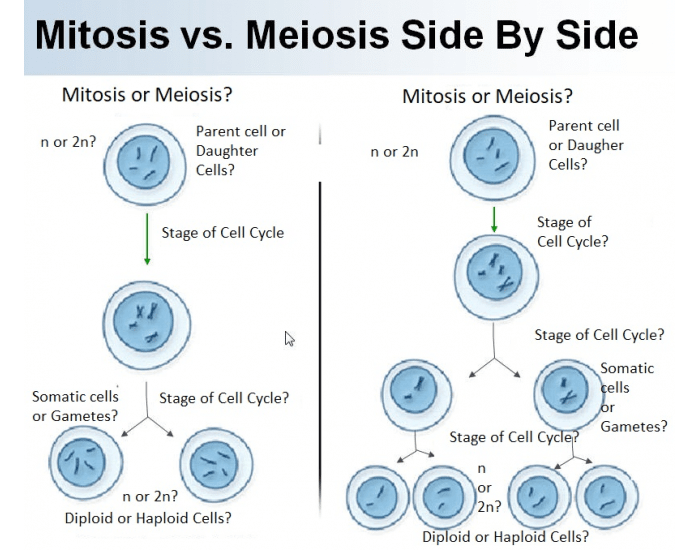 mitosis vs meiosis worksheet