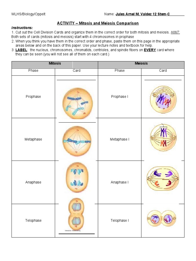 mitosis vs meiosis worksheet