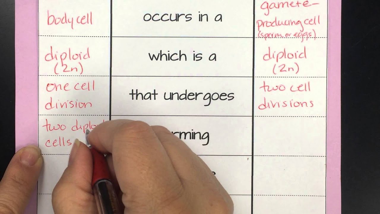 mitosis vs meiosis worksheet
