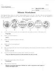 mitosis worksheet and diagram identification answers