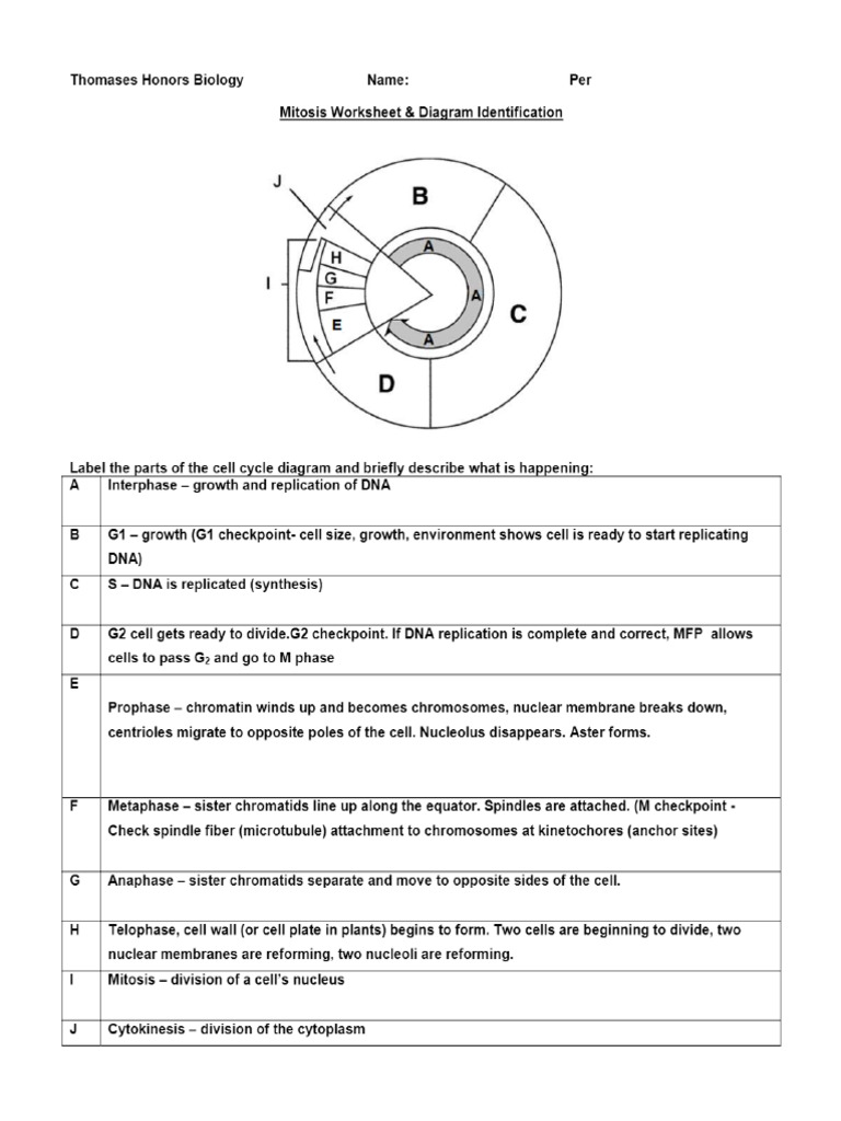 mitosis worksheet and diagram identification answers