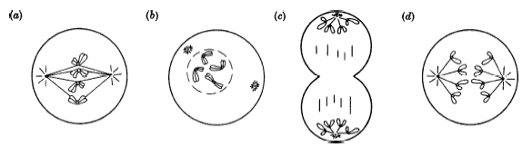 mitosis worksheet and diagram identification answers