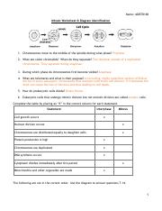 mitosis worksheet and diagram identification answers