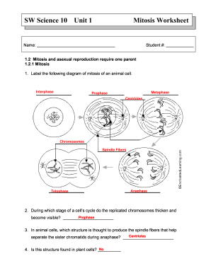 mitosis worksheet and diagram identification