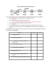 mitosis worksheet and diagram identification