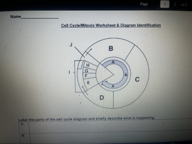 mitosis worksheet and diagram identification