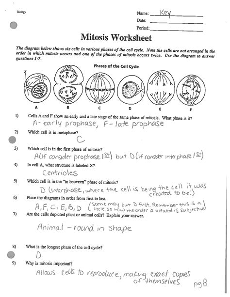 mitosis worksheet and diagram identification