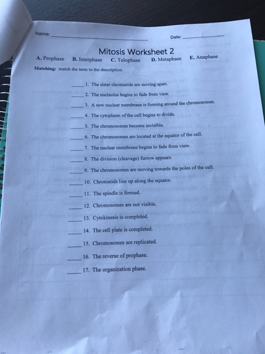 mitosis worksheet answers
