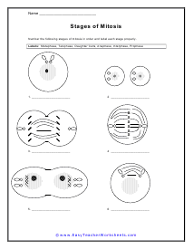 Mitosis and Meiosis Worksheets