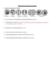 ws mitosis H new ans 1314.doc - Mitosis Worksheet &  Diagram ...