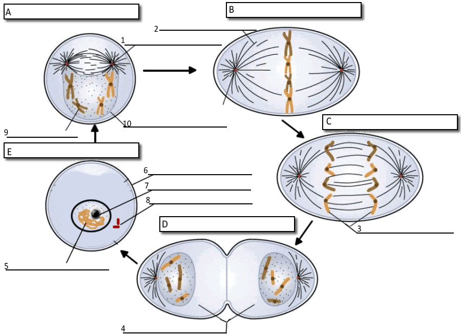 mitosis worksheet diagram identification answers