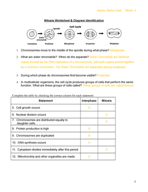 mitosis worksheet diagram identification answers