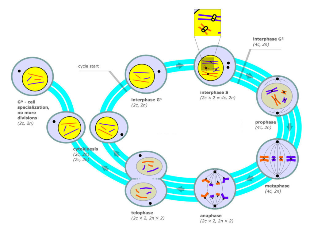 mitosis worksheet phases of the cell cycle