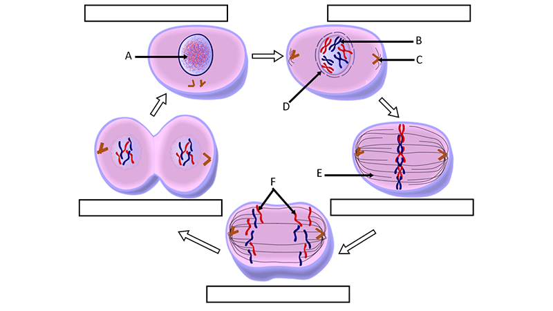 mitosis worksheet phases of the cell cycle