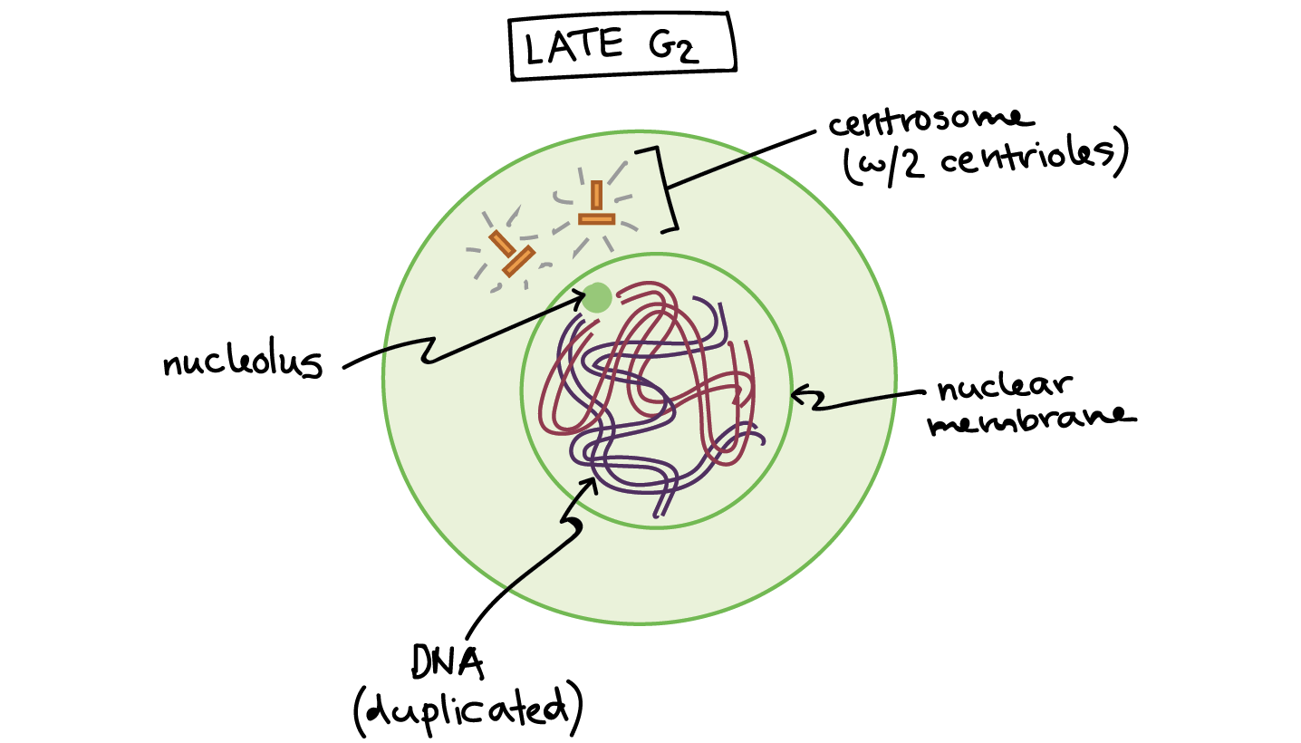 mitosis worksheet phases of the cell cycle