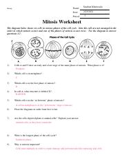 mitosis worksheet phases of the cell cycle