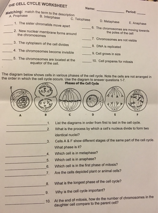 mitosis worksheet phases of the cell cycle