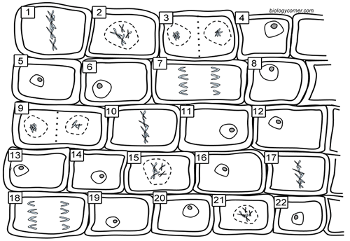 mitosis worksheet