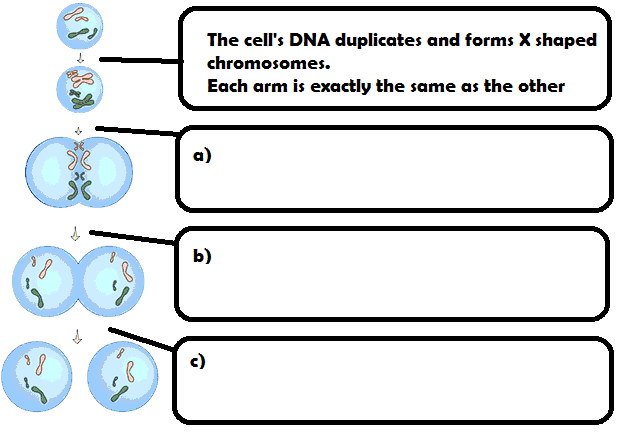 Mitosis worksheet