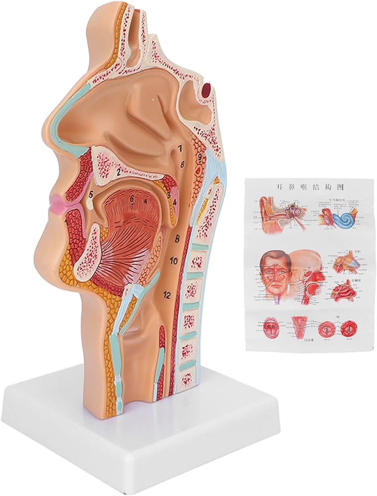 Anatomical model of the human nose and oral cavity neck for ...