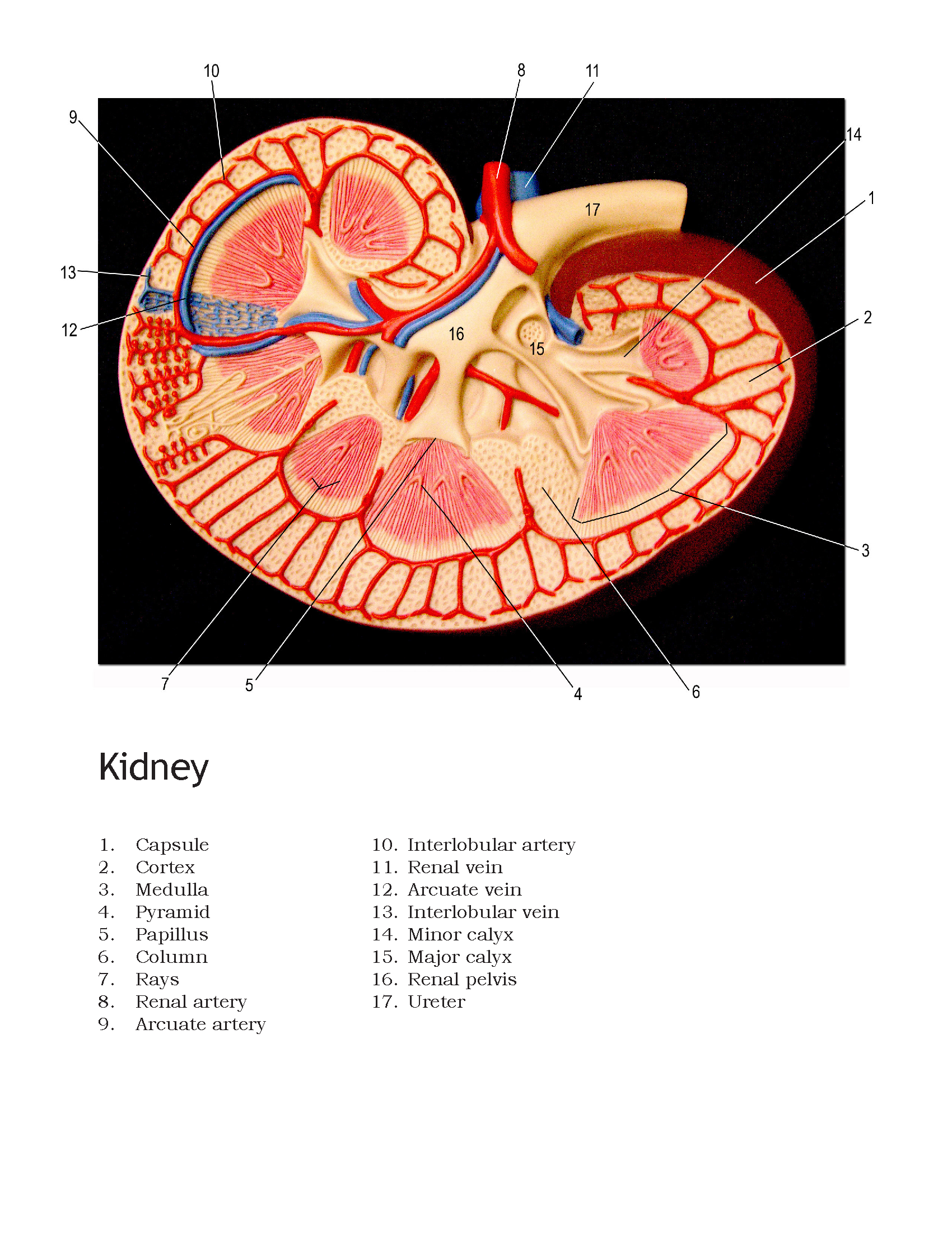 Human kidney diagram - Anatomical Models - Ball State University ...
