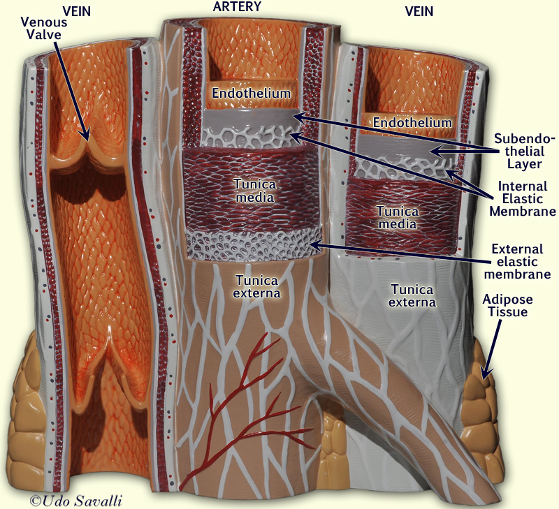 BIO202-Vessel Structure