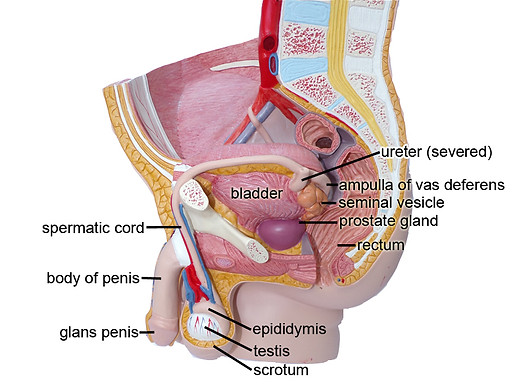Reproductive Models Labeled | Virtual Anatomy Lab VAL