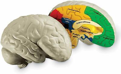 Cross Section Brain Model 2 Pc Color Coded Labeled Durable Soft ...