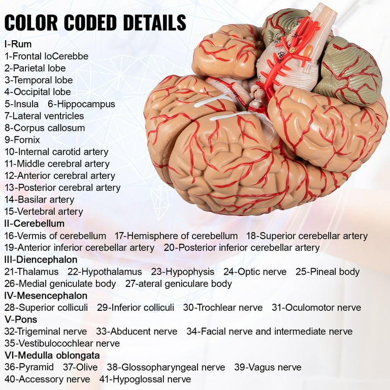 VEVOR Human Brain Model Anatomy 9-Part Model of Brain W/Labels ...