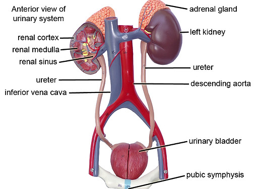 Urinary Models Labeled | Virtual Anatomy Lab