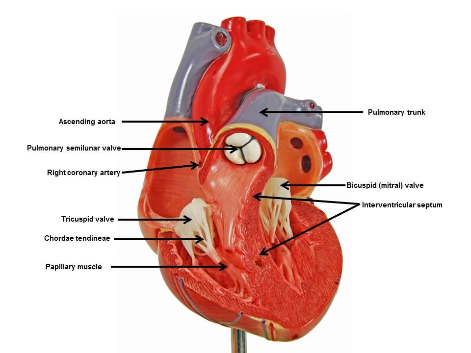 Heart Models